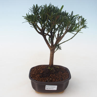 Indoor bonsai - Podocarpus - Stone yew PB2191713 - 1