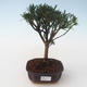 Indoor bonsai - Podocarpus - Stone yew PB2191713 - 1/4