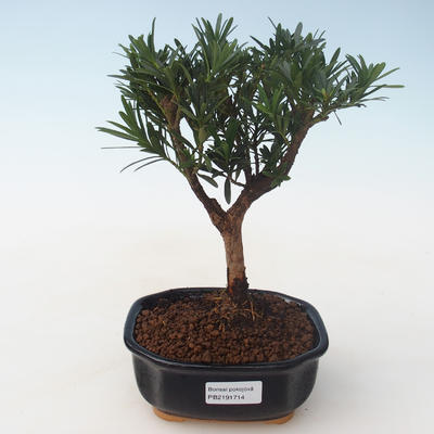 Indoor bonsai - Podocarpus - Stone yew PB2191714 - 1
