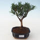 Indoor bonsai - Podocarpus - Stone yew PB2191714 - 1/4