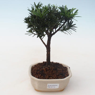 Indoor bonsai - Podocarpus - Stone yew PB2191715 - 1