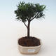 Indoor bonsai - Podocarpus - Stone yew PB2191715 - 1/4