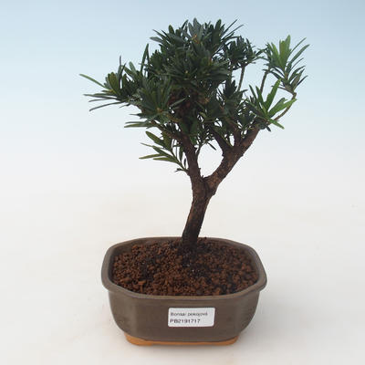 Indoor bonsai - Podocarpus - Stone yew PB2191717 - 1