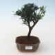 Indoor bonsai - Podocarpus - Stone yew PB2191717 - 1/4