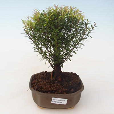 Indoor bonsai - Syzygium - Pimentovník PB2191718 - 1