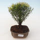 Indoor bonsai - Syzygium - Pimentovník PB2191718 - 1/3