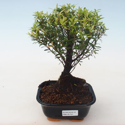 Indoor bonsai - Syzygium - Pimentovník PB2191721 - 1