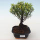Indoor bonsai - Syzygium - Pimentovník PB2191721 - 1/3