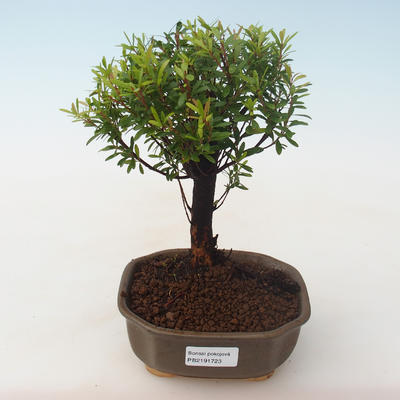 Indoor bonsai - Syzygium - Pimentovník PB2191723 - 1