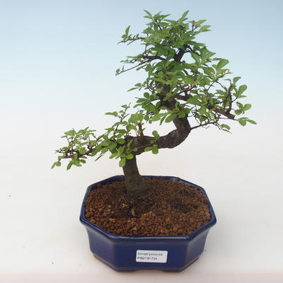 Indoor bonsai - Ulmus parvifolia - Small leaf elm PB2191731 - 1