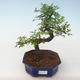 Indoor bonsai - Ulmus parvifolia - Small leaf elm PB2191731 - 1/3