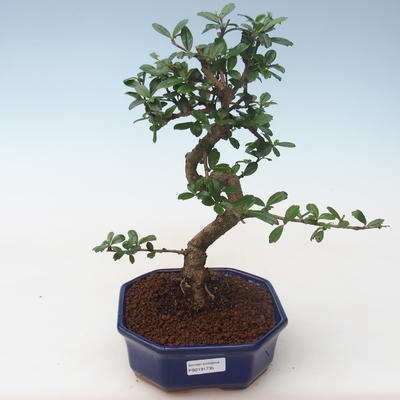 Indoor bonsai - Carmona macrophylla - Tea fuki PB2191735 - 1