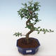 Indoor bonsai - Carmona macrophylla - Tea fuki PB2191735 - 1/5