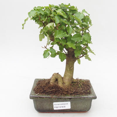Indoor bonsai -Ligustrum chinensis - Privet PB2191838 - 1