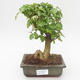 Indoor bonsai -Ligustrum chinensis - Privet PB2191838 - 1/3