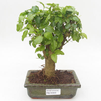Indoor bonsai -Ligustrum chinensis - Privet PB2191839 - 1