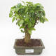 Indoor bonsai -Ligustrum chinensis - Privet PB2191839 - 1/3