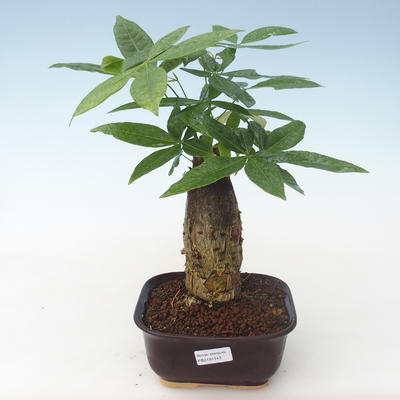 Indoor bonsai - Pachira water PB2191743
