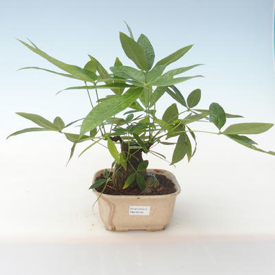 Indoor bonsai - Pachira water PB2191745