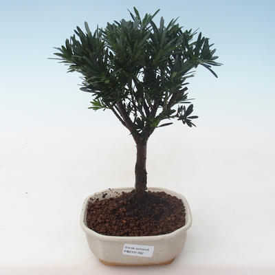 Indoor bonsai - Podocarpus - Stone yew PB2191762 - 1