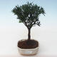 Indoor bonsai - Podocarpus - Stone yew PB2191762 - 1/4
