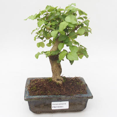 Indoor bonsai -Ligustrum chinensis - Privet PB2191841 - 1