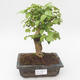 Indoor bonsai -Ligustrum chinensis - Privet PB2191841 - 1/3