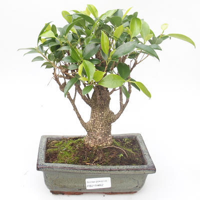 Indoor bonsai - Ficus retusa - small leaf ficus PB2191862 - 1