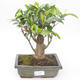 Indoor bonsai - Ficus retusa - small leaf ficus PB2191862 - 1/2