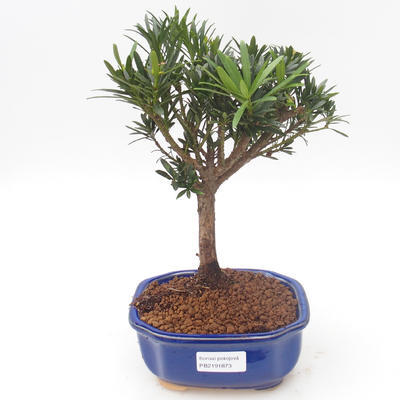 Indoor bonsai - Podocarpus - Stone yew PB2191873 - 1