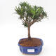 Indoor bonsai - Podocarpus - Stone yew PB2191873 - 1/4