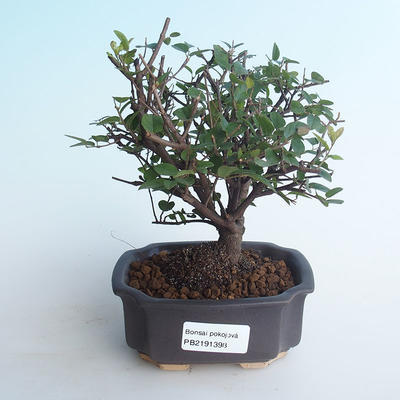 Indoor bonsai - Sagerécie thea - Sagerécie thea 414-PB2191398 - 1