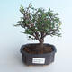 Indoor bonsai - Sagerécie thea - Sagerécie thea 414-PB2191398 - 1/4
