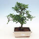Indoor bonsai - Gardenia jasminoides-Gardenia - 1/2