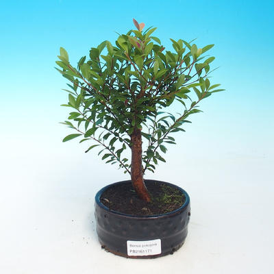 Room bonsai - Syzygium - Pimentovník - 1