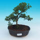 Room bonsai - Ilex crenata - Holly - 1/3