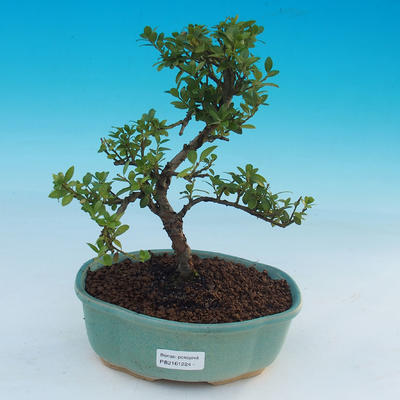 Room bonsai - Ilex crenata - Holly - 1