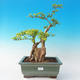 Room bonsai - Duranta erecta Aurea - 1/7