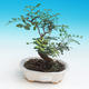 Room bonsai-pistachios - 1/3