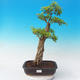 Room bonsai - Duranta erecta Aurea - 1/7
