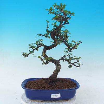 Room bonsai - Carmona macrophylla - Tea fuki - 1