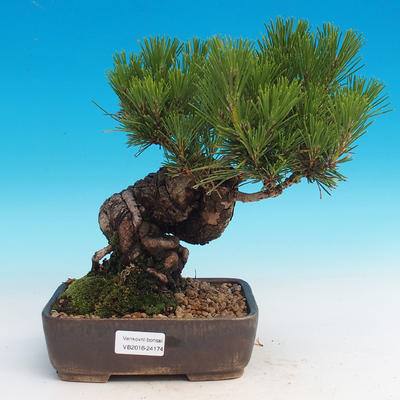 Pinus thunbergii - Pine thunbergova - 1