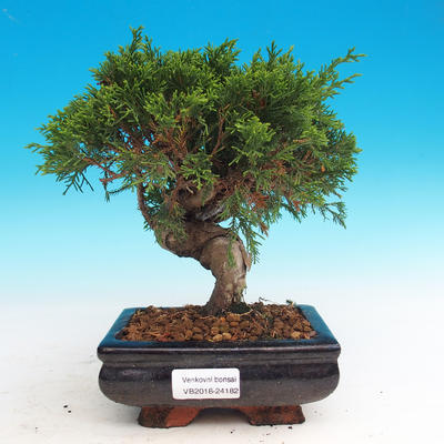 Outdoor bonsai - Juniperus chinensis Itoigava-Chinese juniper - 1