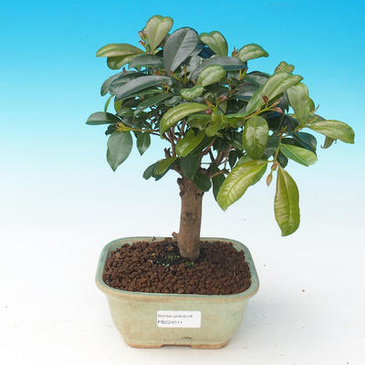 Room bonsai - Eugenia unoflora - Australian cherry - 1