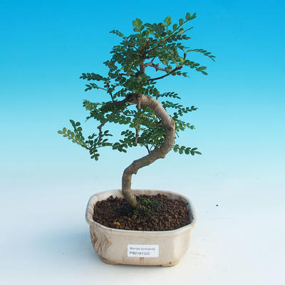 Room bonsai - Zantoxylum piperitum - Pepřovník - 1