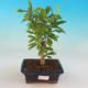 Room bonsai-PUNICA granatum nana-Pomegranate - 1/3