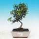 Room bonsai - Olea europaea sylvestris -Oliva European drobnolistá - 1/5