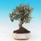 Room bonsai - Olea europaea - European Oliva - 1/6