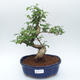 Room bonsai -Ligustrum chinensis - Bird's eye - 1/3