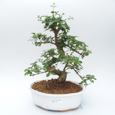 Room bonsai -Ligustrum chinensis - Bird's eye - 1